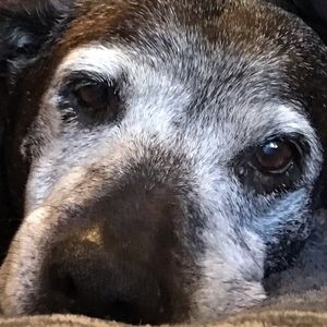 Meet your Posher, Lucy